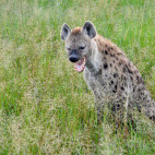 Spotted hyena in Botswana