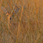 Steenbok in Botswana.