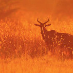 Red hartebeest in the Okavango Delta