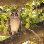 Verreaux's eagle owl in Botswana.