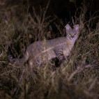 Wild cat in Okavango Delta, Botswana.