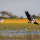 Yellow-billed stork and African spoonbill in Botswana