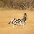 Zebra in Okavango Delta, Botswana.