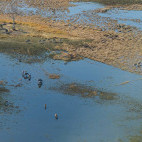 Aerial of zebra and red lechwe near Pom Pom Camp in Okavango Delta, Botswana