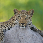 Leopard near Pom Pom Camp in Okavango Delta, Botswana