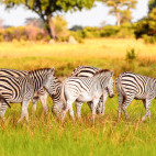 Zebra in the Okavango Delta