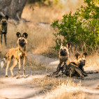 Pack of African wild dogs in Moremi Game Reserve, Okavango Delta, Botswana