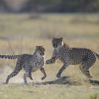 Pair of cheetah playing in Moremi Game Reserve, Okavango Delta, Botswana