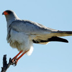 Pale chanting goshawk in Botswana.