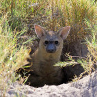 Aardwolf in Botswana.