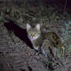 African wildcat in Botswana.