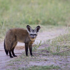 Bat-eared fox in Botswana.