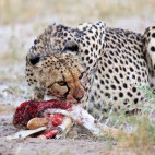 Cheetah in Botswana.