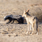 Honey badger in Botswana