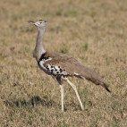 Kori bustard in Botswana.