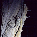 Lesser bushbaby in Botswana.