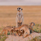 Meerkat in Botswana.