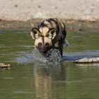 African wild dog in Botswana.