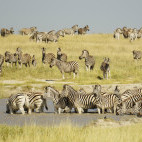 Zebra in Botswana