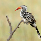 Red-billed hornbill in Botswana.