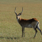 Red lechwe in Botswana