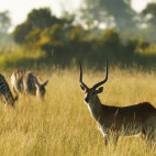 Red lechwe in Botswana.