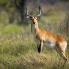 Red lechwe in Moremi Game Reserve, Okavango Delta, Botswana