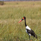 Saddle-billed stork in Botswana.