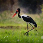 Saddle-billed stork in Botswana