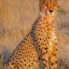 Male cheetah in Savuti.