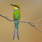 Swallow-tailed bee-eater in Botswana