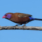 Violet-eared waxbill in Botswana