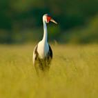 Wattled crane in Moremi Game Reserve, Okavango Delta, Botswana