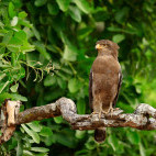 Western banded snake eagle in Botswana.