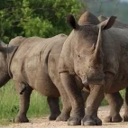 White rhino in Botswana.