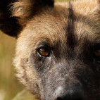 Wild dog in Botswana.