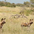 Wild dogs in Botswana.