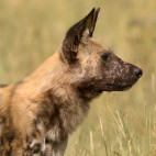 Wild dog in Botswana.