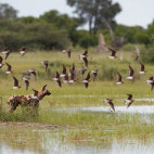 African wild dog with flock of collared pratincole in Botswana