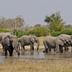 African elephant in Botswana.
