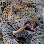 Leopard in Botswana.
