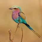 Lilac-breasted roller in Botswana.
