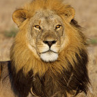 Lion in Botswana.
