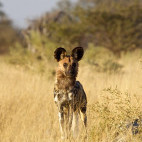 Wild dog in Botswana.