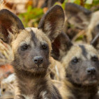 Wild dogs in Botswana.
