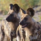 Wild dogs in Botswana.
