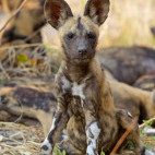 Wild dog in Botswana.