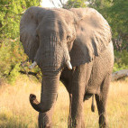 African elephant in Botswana.