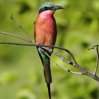 Carmine bee-eater in the Okavango Delta, Botswana