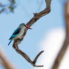 Woodland kingfisher in Botswana.